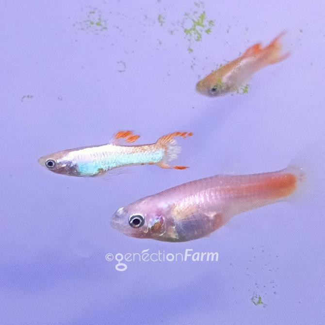 DISKON ikan hias guppy endler orange blonde silverado - 1 ekor male