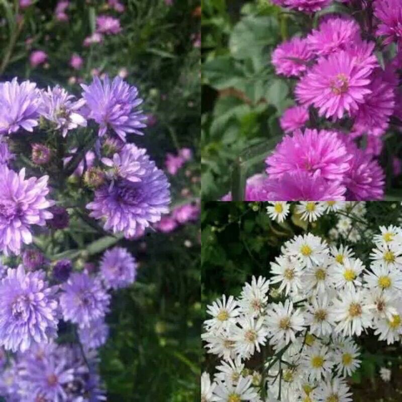 tanaman hias bunga aster pikok(biru,putih,pink)