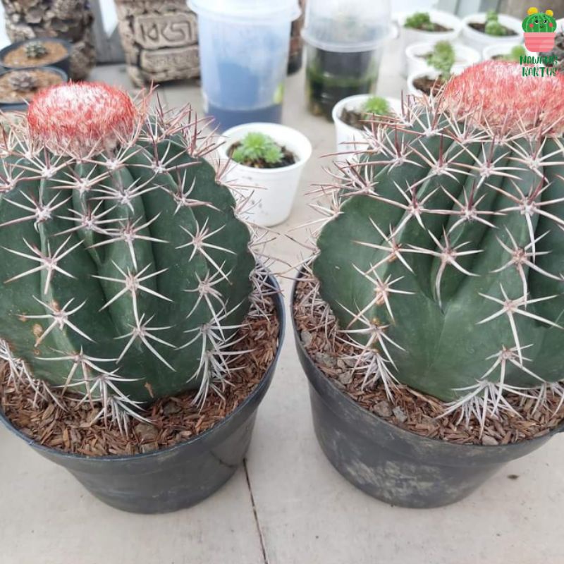 [Free Gift] Kaktus melo | melo cactus | melocactus curvispinus