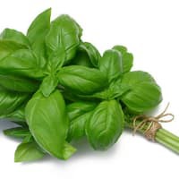 Benih Bibit Biji - Basil Sweet (Ocimum basilicum) Herb Seeds - IMPORT