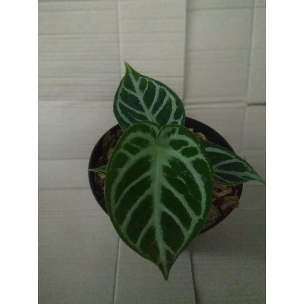 anthurium dorayaki silver anthurium dorayaki anthurium silver