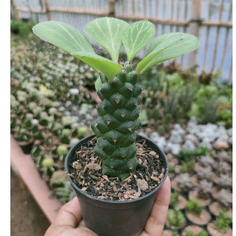 kaktus monadenium hijau