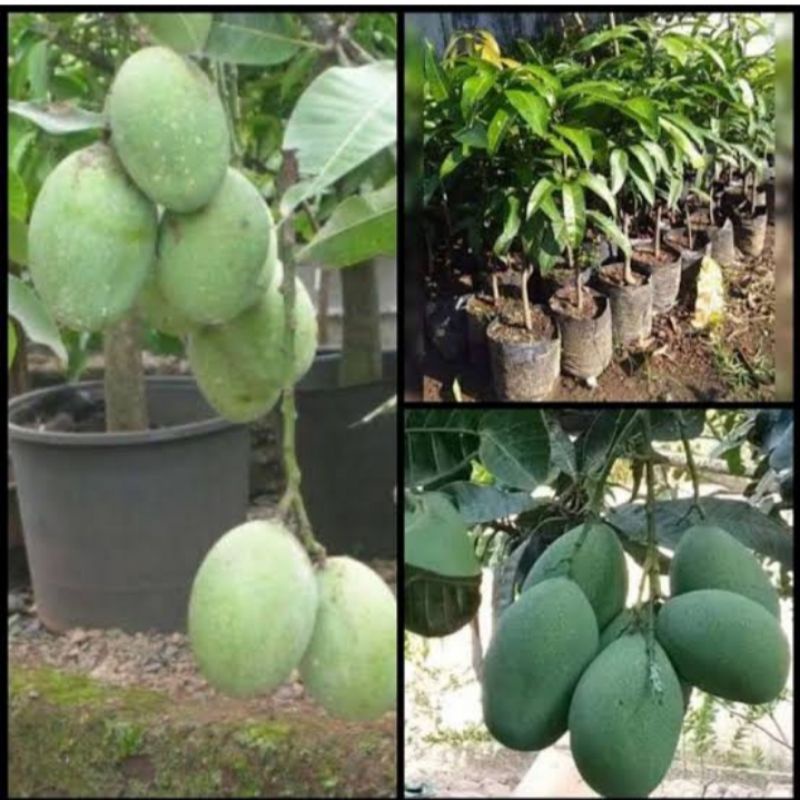 

mangga manalagi/madu