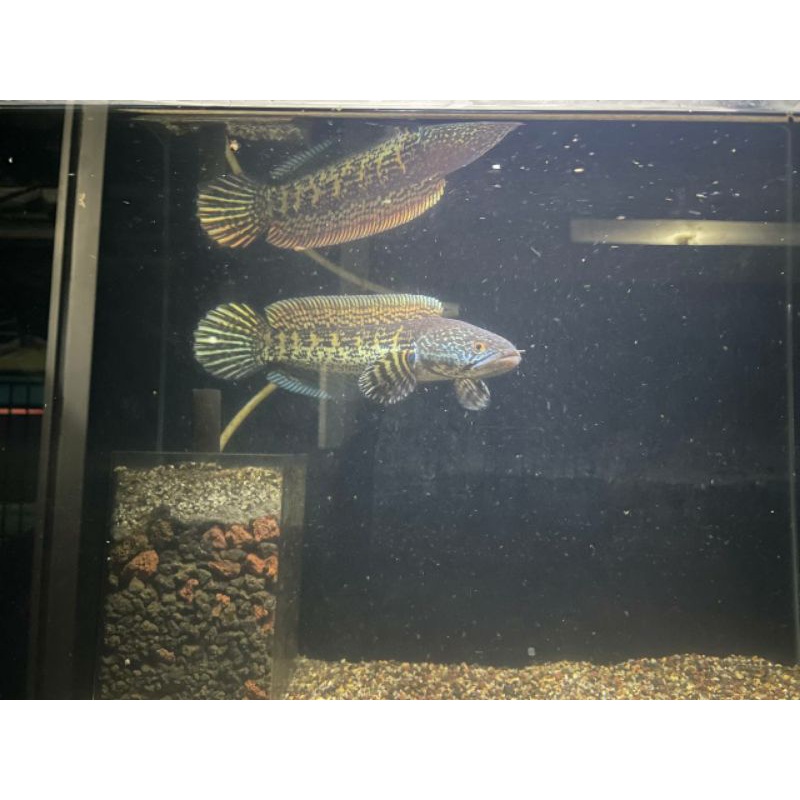 Channa Auranti/Aurantimaculata 18-20cm.