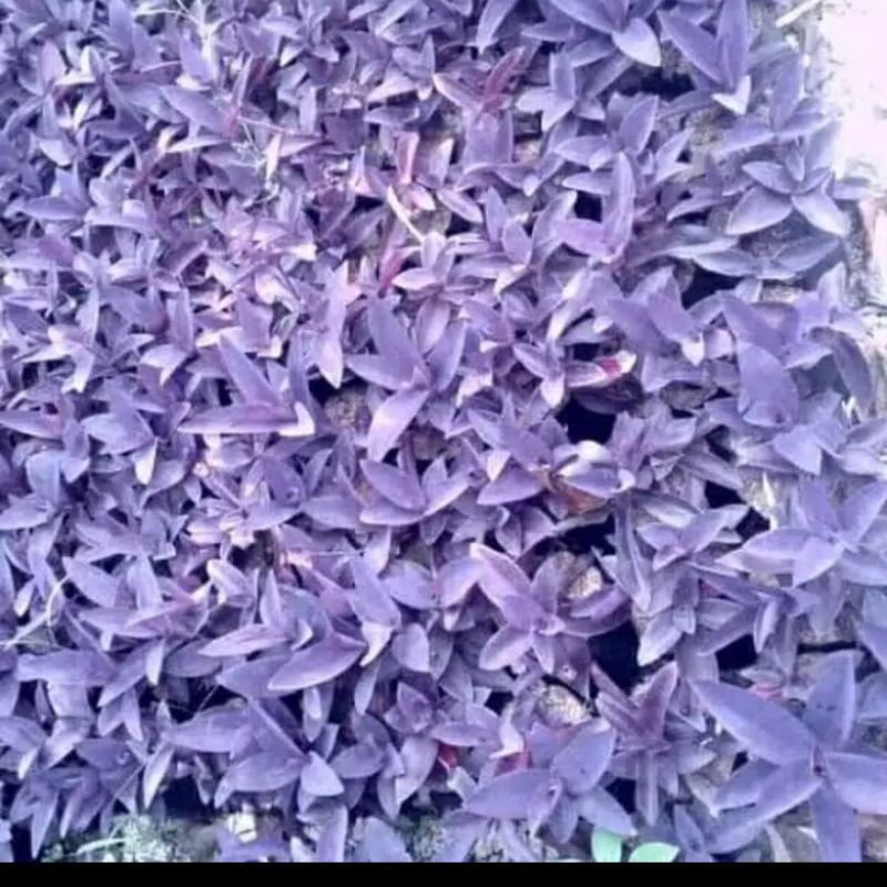 Jual Tanaman hias Adam hawa ungu - Adam hawa ungu