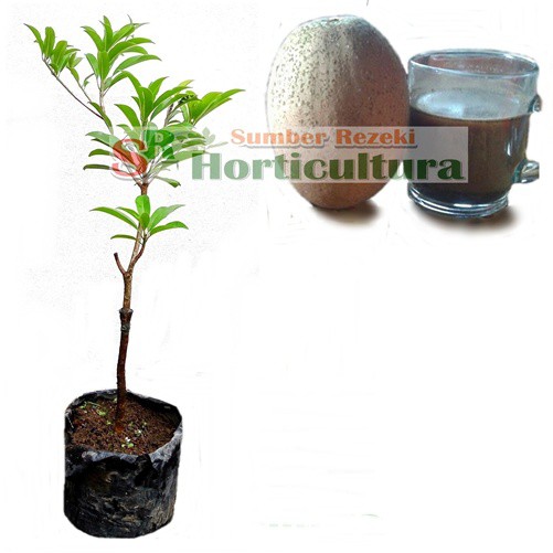 ALANO - Sawo Super Jumbo