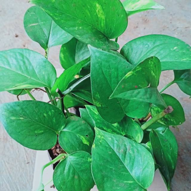 Tanaman hias Srigading hijau-tanaman rambat srigading-srigading hijau-tanaman rambat-pohon srigading