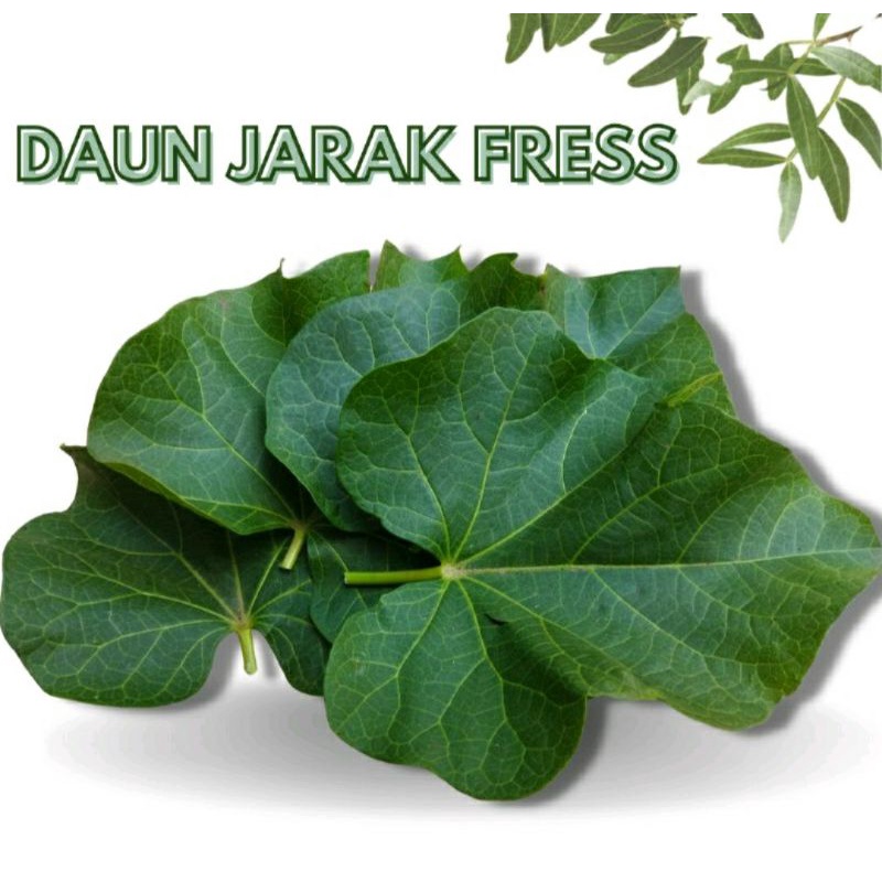

Daun Jarak Pagar Segar 1 Kg Bahan Ecoprint / Daun Jarak Hijau Fress Alami / Daun Jarak Obat Herbal - Daun Jarak Segar Berkhasiat
