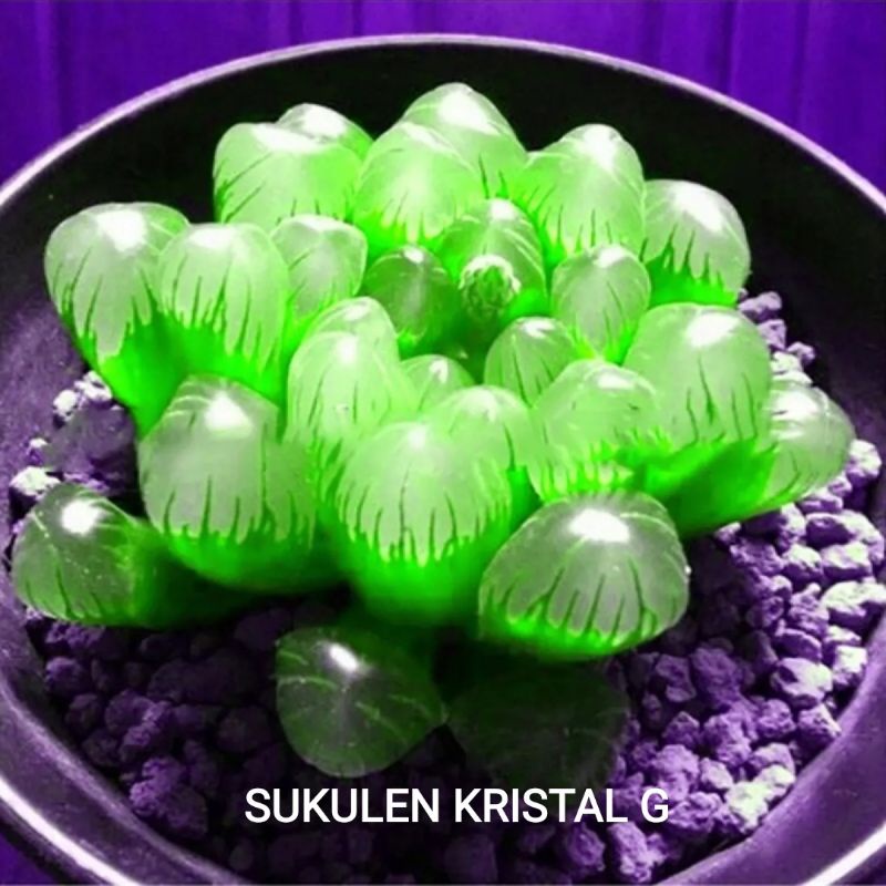 5 Biji Benih Bibit Bunga Langka Petunia Colorful Termurah Mudah Hidup Warna Menarik Mudah Hidup-Kristal G