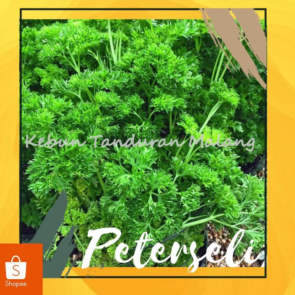Pasti murah Tanaman Sayuran Bumbu Dapur Peterseli / Parsley curly / Tanaman Hidup BUkan Benih Biji 7