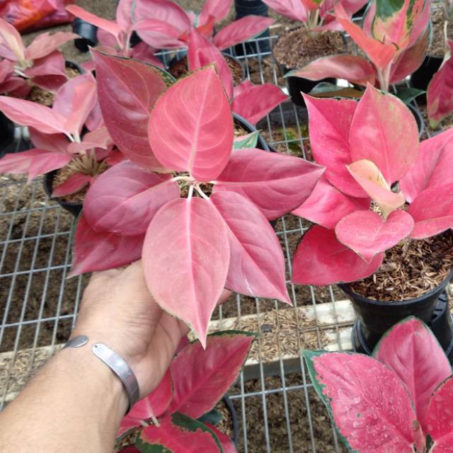 Bibit Bonggolan Aglonema Red Barbie - Bibit Aglonema