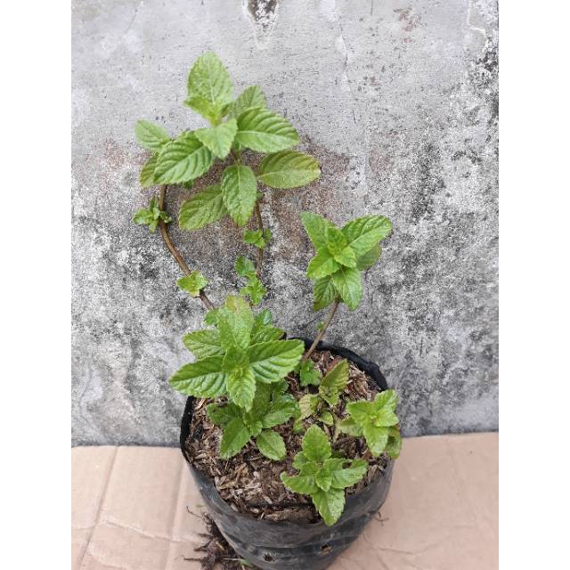 Bibit Tanaman Cincau Hitam Janggelan