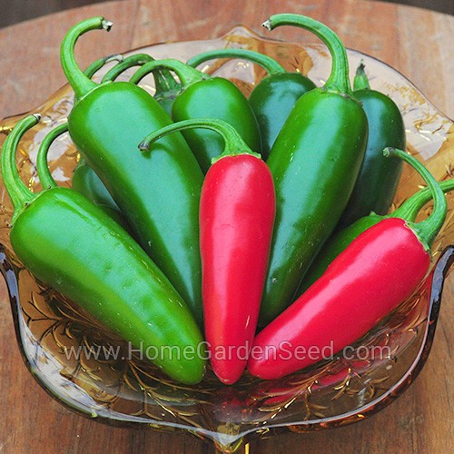 Benih Cabai Jalapeno M - Hot Pepper - Home Garden Seed