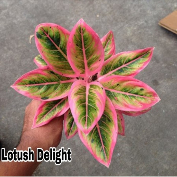 Tanaman hias Aglonema lotus delight-Bonggol aglonema Lotus delight