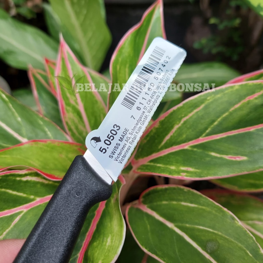 Pisau Okulasi Stek Cangkok Merk Victorinox Premium Swiss