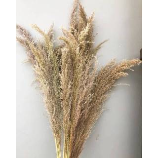 Pampas Bulu Rumput Bunga Kering Dekorasi Rustic Buket Pampas Bulu Rumput Bunga Kering Dekorasi Rustic Buket