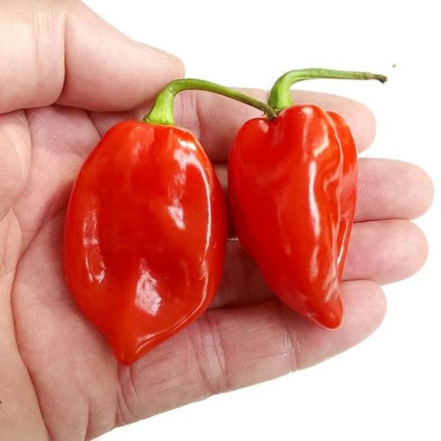 Benih - Biji - Bibit Cabe Hias Cabe Super Pedas Cabai Red Savina