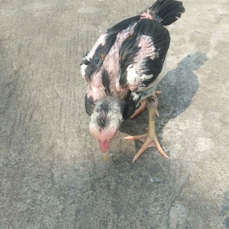 Harga Anak Ayam Bangkok Terbaru November 2021 Biggo Indonesia
