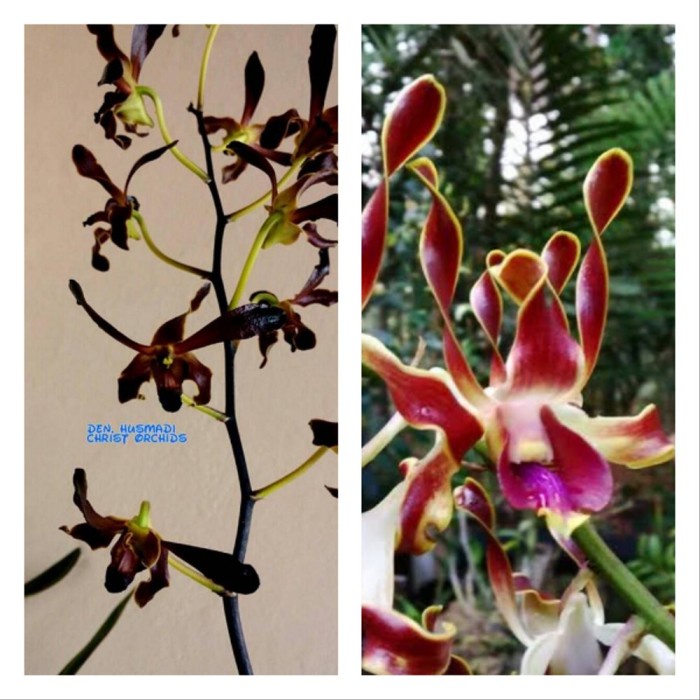 (DEWASA) Anggrek Dendrobium husmadi X D lasiantera Pra DEWASA