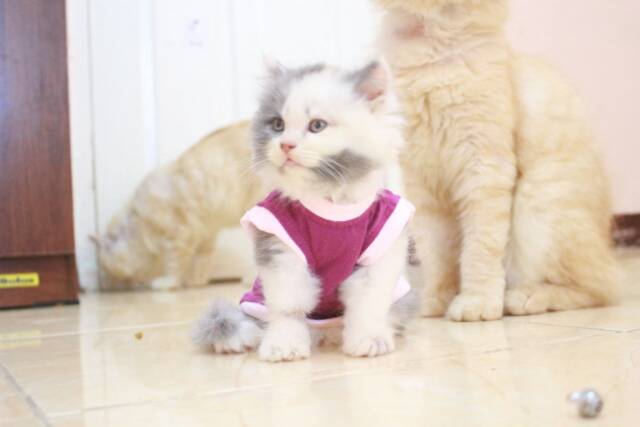 Koas singlet untuk kucing dan anjing size S M L XL (harga untuk per pcs)