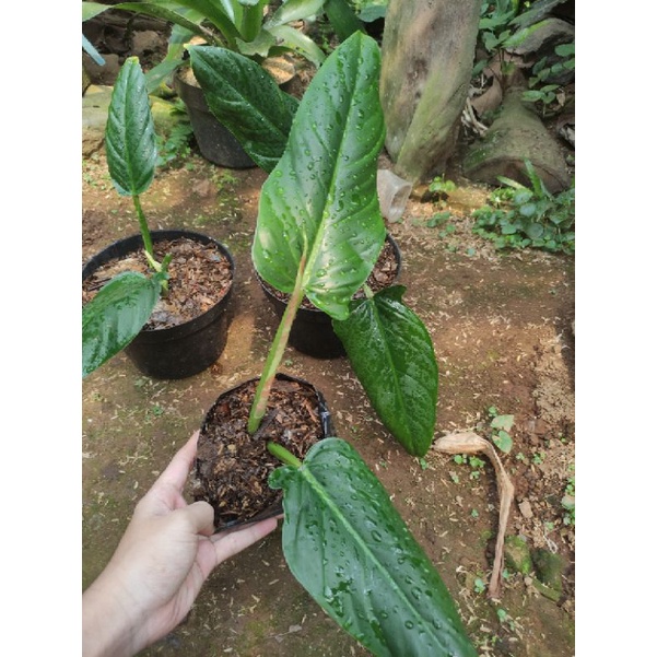 tanaman subhastatum/philodendron subhastatum
