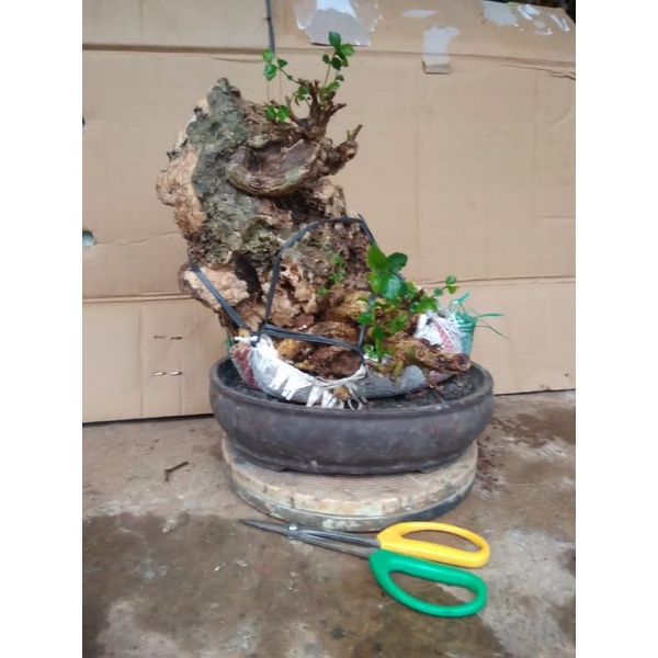 BONSAI SERUT ON THE ROCK ORIGINAL