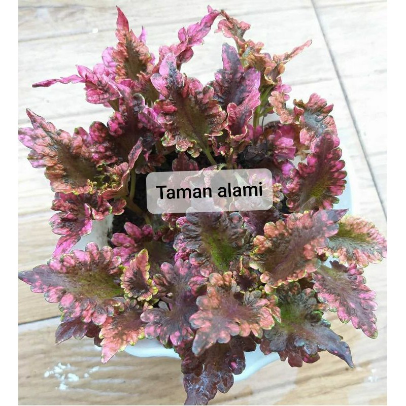 tanaman hias miana ekor naga merah ungu - miana ekor naga