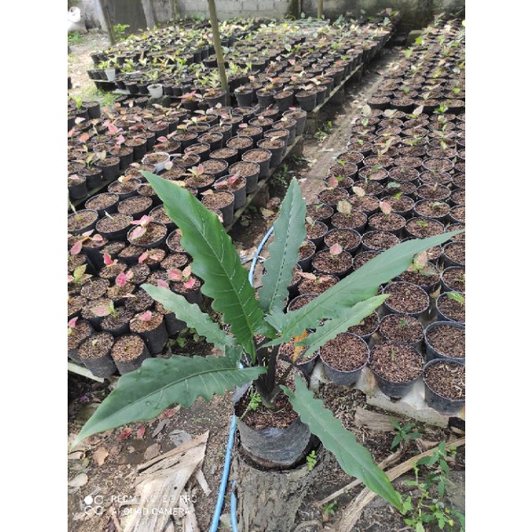 keris papua
