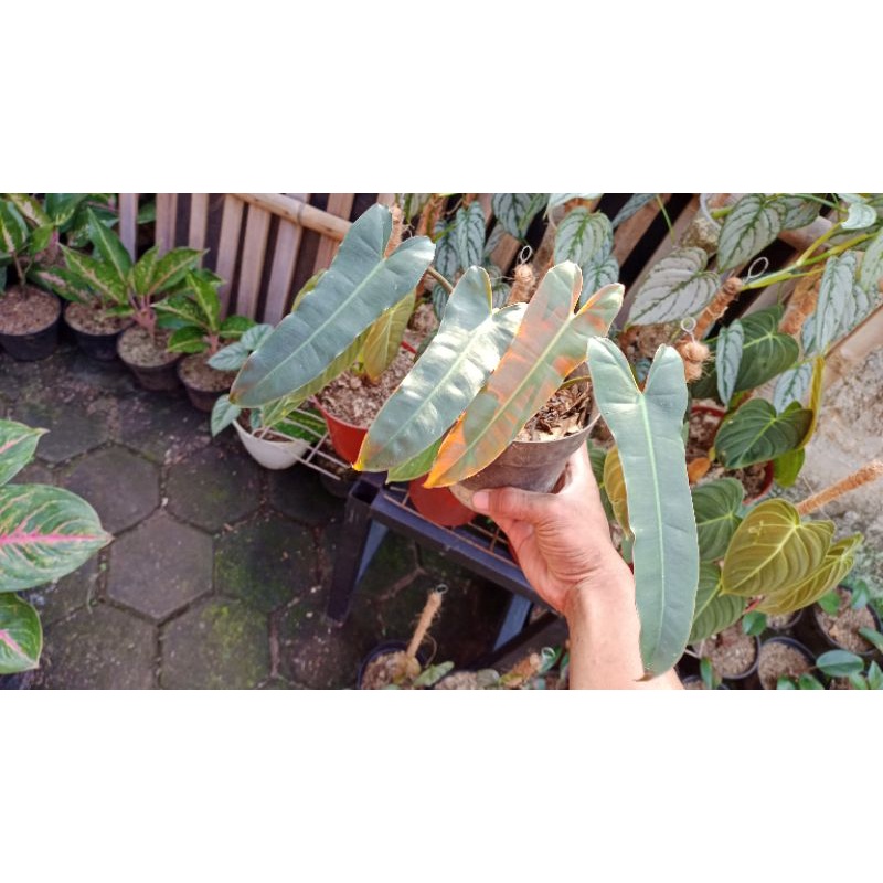 philodendron atabapoense x billitiae