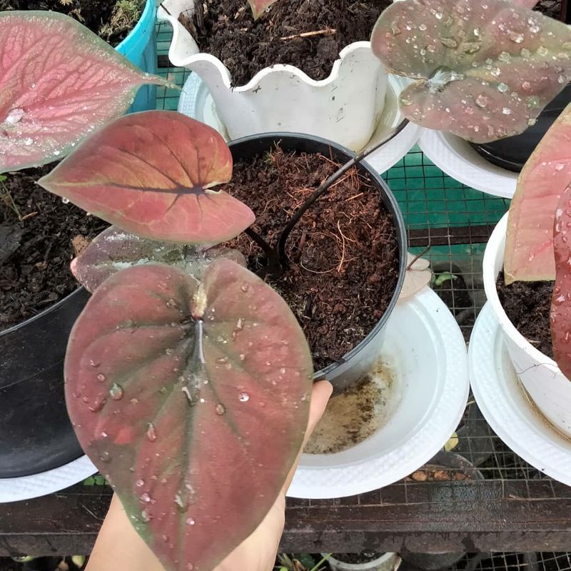 caladium black cover/h51