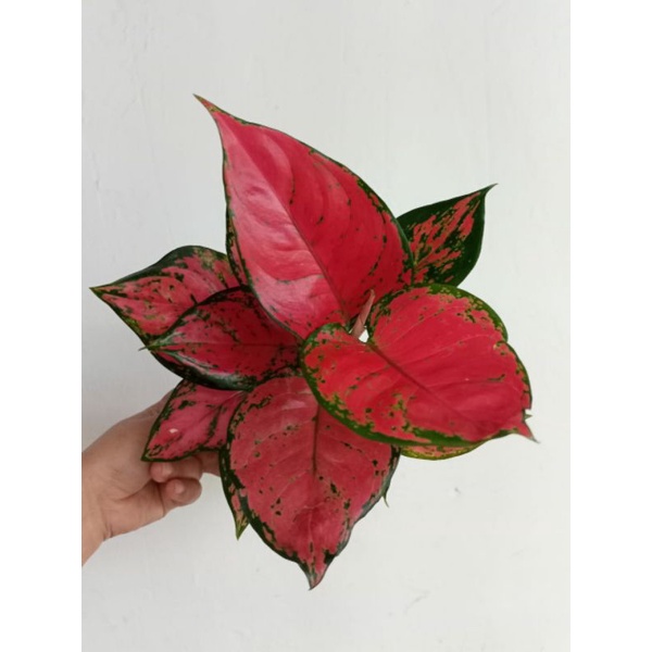 aglonema red anjamani