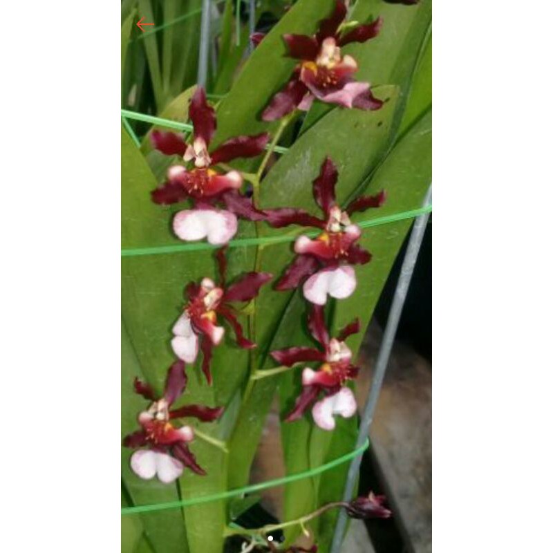 oncidium sharybaby