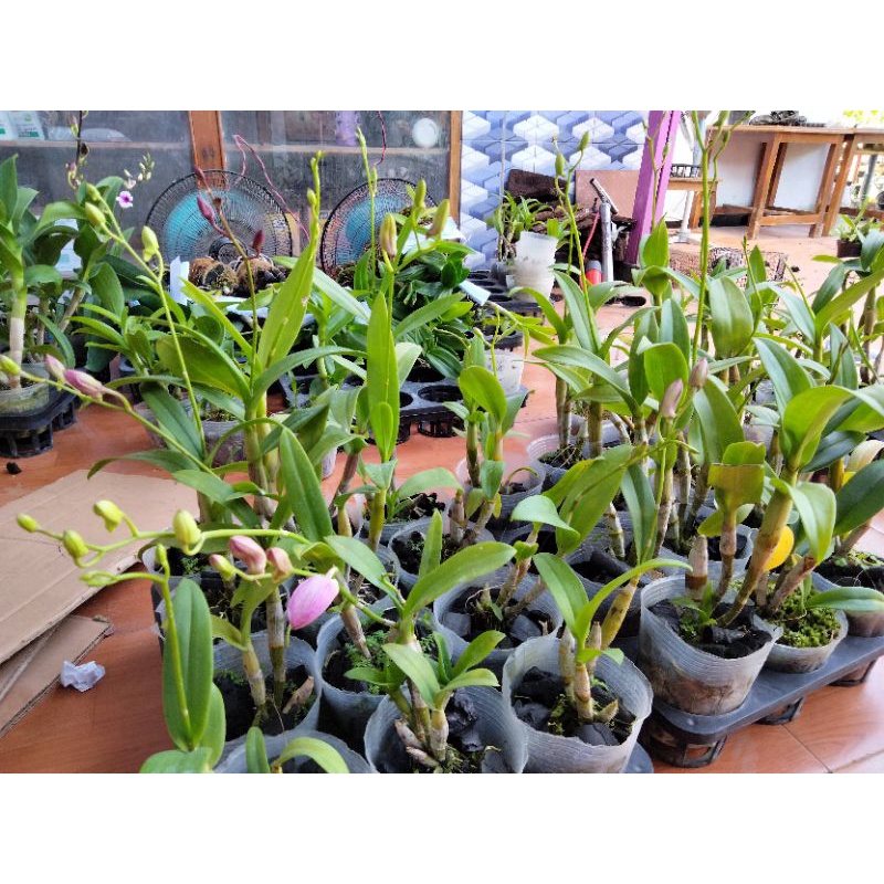 Dendro Mini Spike Acak