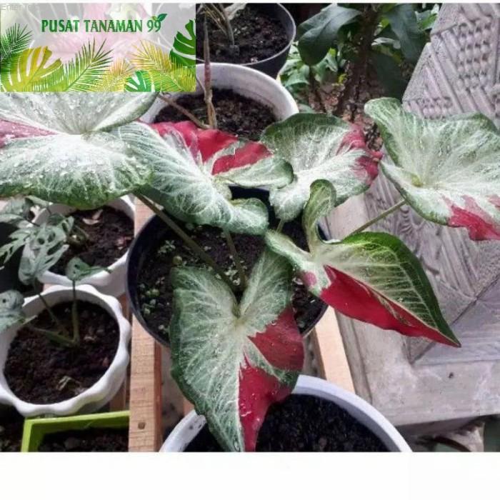 Panama New Promo  Bonggol/Caladium Tumpah Cat / Keladi Tumpah Cat / Caladi