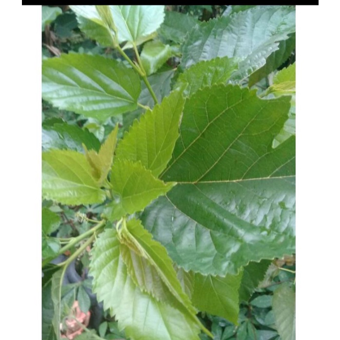 

daun murbei 500 g