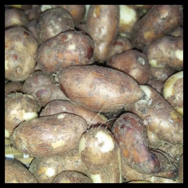

TERMURAH KENTANG GEMBILI !!!!!