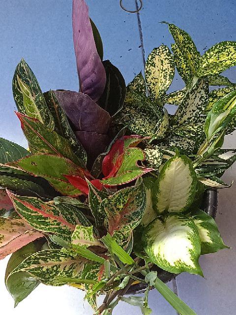 Aglonema Kochin Aglaonema Cochin