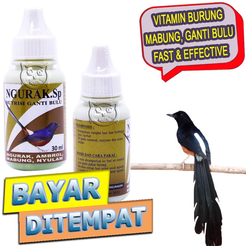 Ngurak Obat Mabung Burung Ganti Bulu Moulting