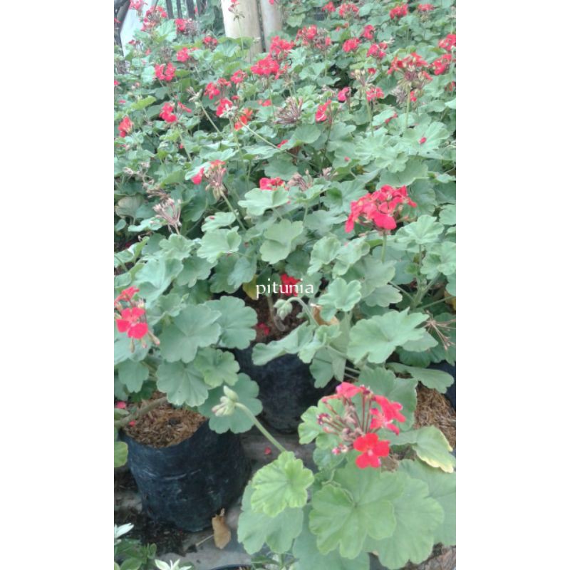 bunga geranium merah/pink