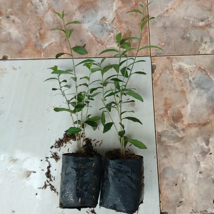 NEW Lee kwan yew, tanaman Lee kwan yew