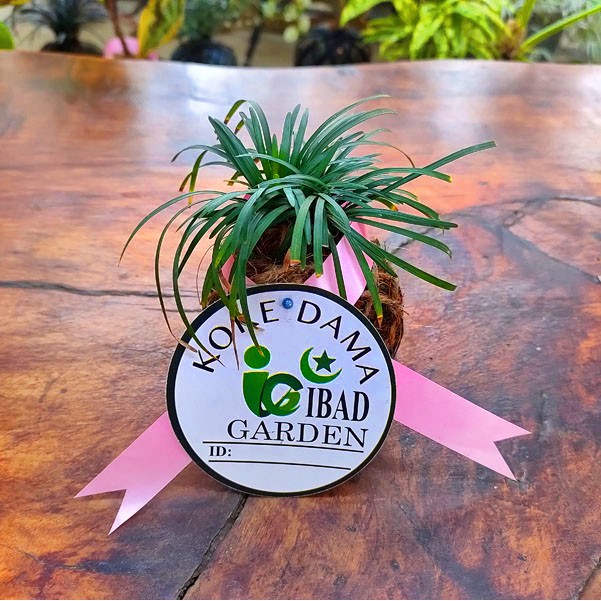 TANAMAN HIAS MINI UNIK Kokedama Ophiopogon japonicus nana