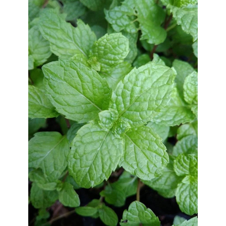 

Daun Mint Sgar, Daun Mint Untuk Minuman, Daun Mint Untuk Garnish Hidangan, Daun Mint 100gram