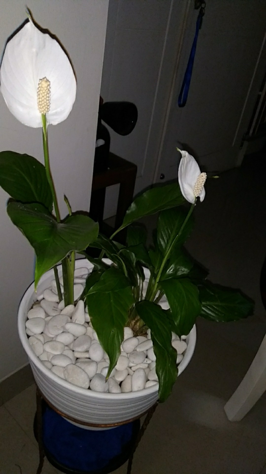 Semir Daun Plus Zpt Ipb 100 Ml Pengkilap Daun Seketika