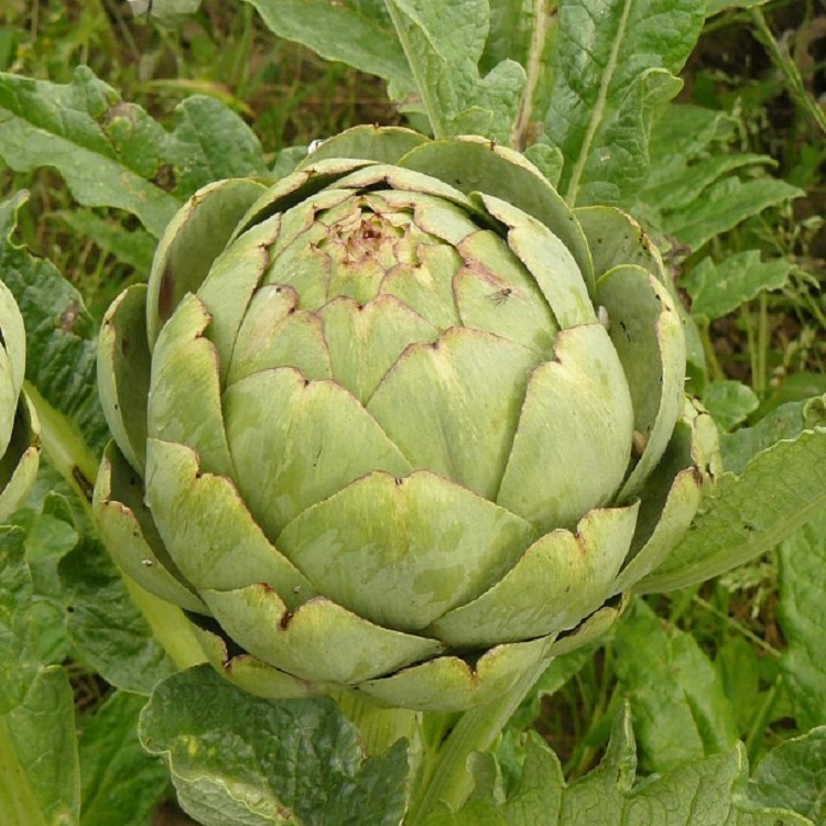 Benih Bibit Biji - Artichoke Gros Vert De Laon (Heirloom) Seeds - IMPORT