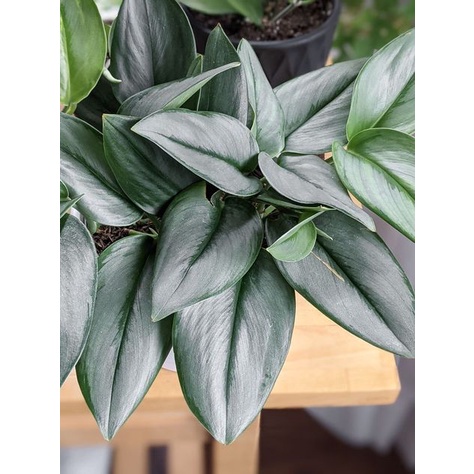 Sirih silverscindapsus silver/scindapsus sp/scindapsus exotica/scindapsus susu/scindpasus murah