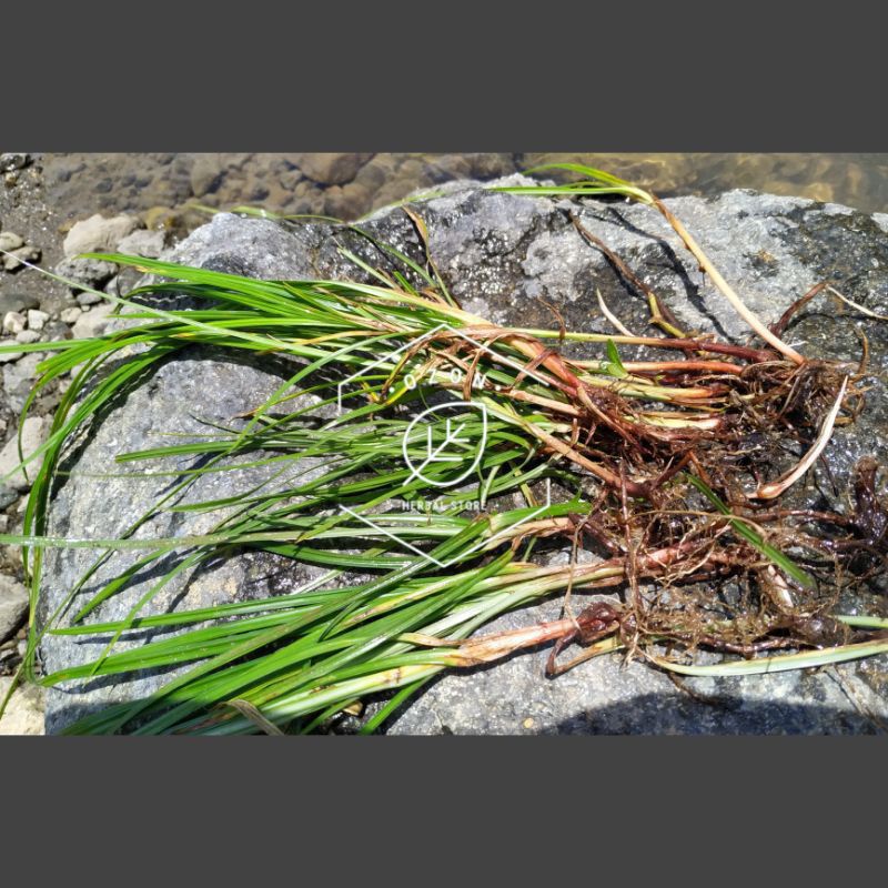 

Rumput Teki Daun Sampai Akar 500gram