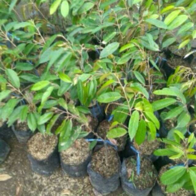 2 Tananan buah durian bawor,  dapat 2 tanaman buah durian bawor