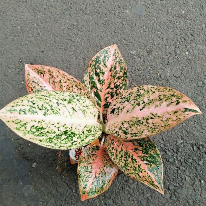 tanaman hias aglonema stardust orange - Stardust orange