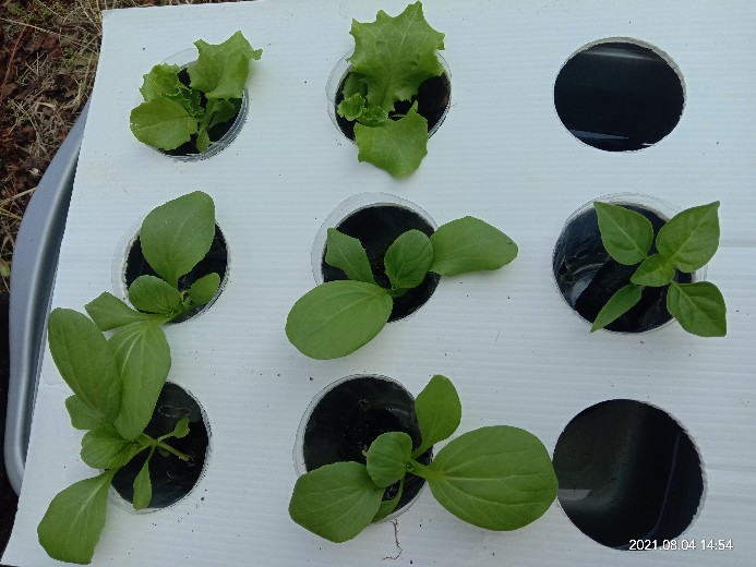 Bak Hidroponik Wick Impraboard 9 Lubang Paket Pemula