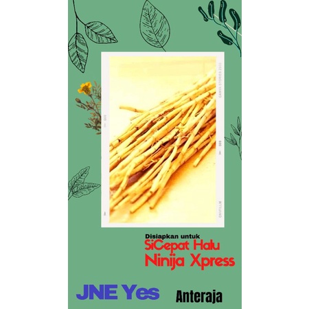 

PROMO COD AKAR ALANG ALANG SEGAR FRESS ASLI ALAM / 1KG